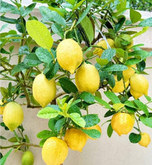 Lemon Tree Seeds known for fruitful Bonsai Trees