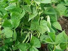 Adzuki Bean Seeds for a reliable harvest in the vegetable patch garden