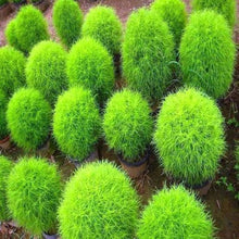 Burning Bush Seeds for a colorful addition to any planting