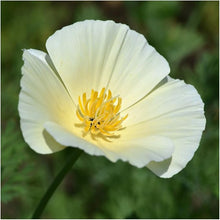 Persian White Poppy Seeds for growers seeking a long-blooming display
