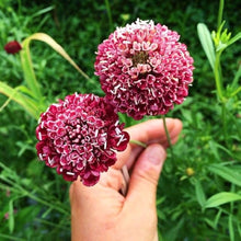 Red and White Scabiosa Seeds for gardeners building out beds and borders