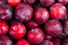Red Plum Seeds (Prunus domestica) for sweet homegrown fruit in the backyard or orchard gardening