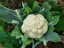 Snowball Cauliflower Seeds for reliable seasonal color