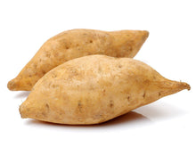 White skin sweet potato tuber seeds (Ipomoea batatas) for planting in vegetable garden