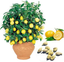 Lemon Orchards for planting in home garden.