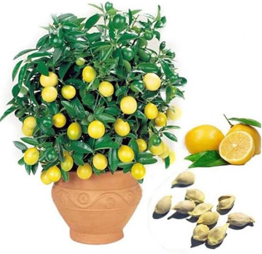 Lemon Orchards for planting in home garden.