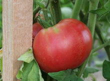 Tomato Seeds for a productive addition to the vegetable patch