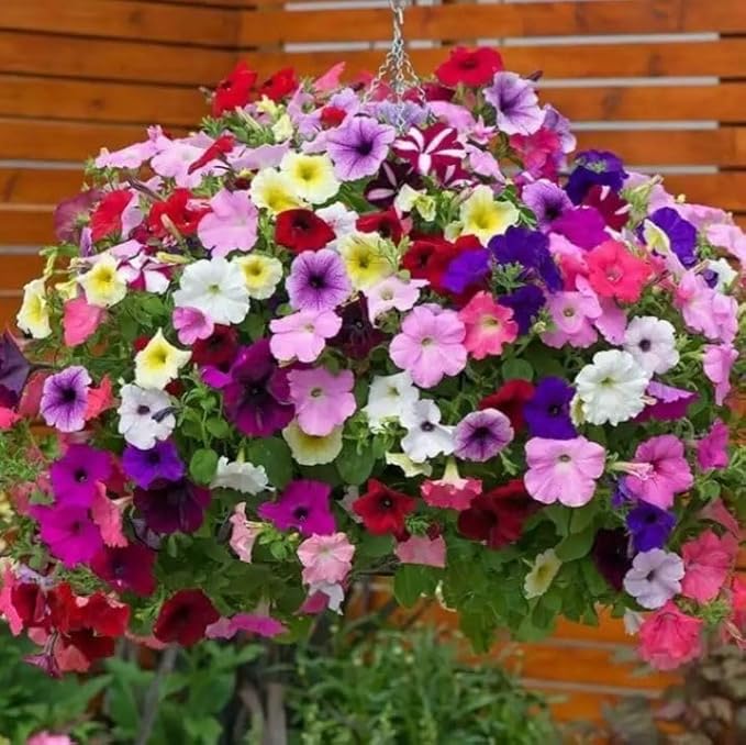 Storm Fiore Rosso Petunia Petunia Ã— hybrida mixed flower seeds for planting in patio pots and vertical gardens