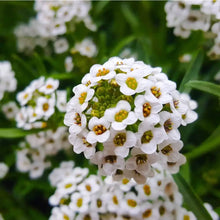 Sweet - White for planting in home garden