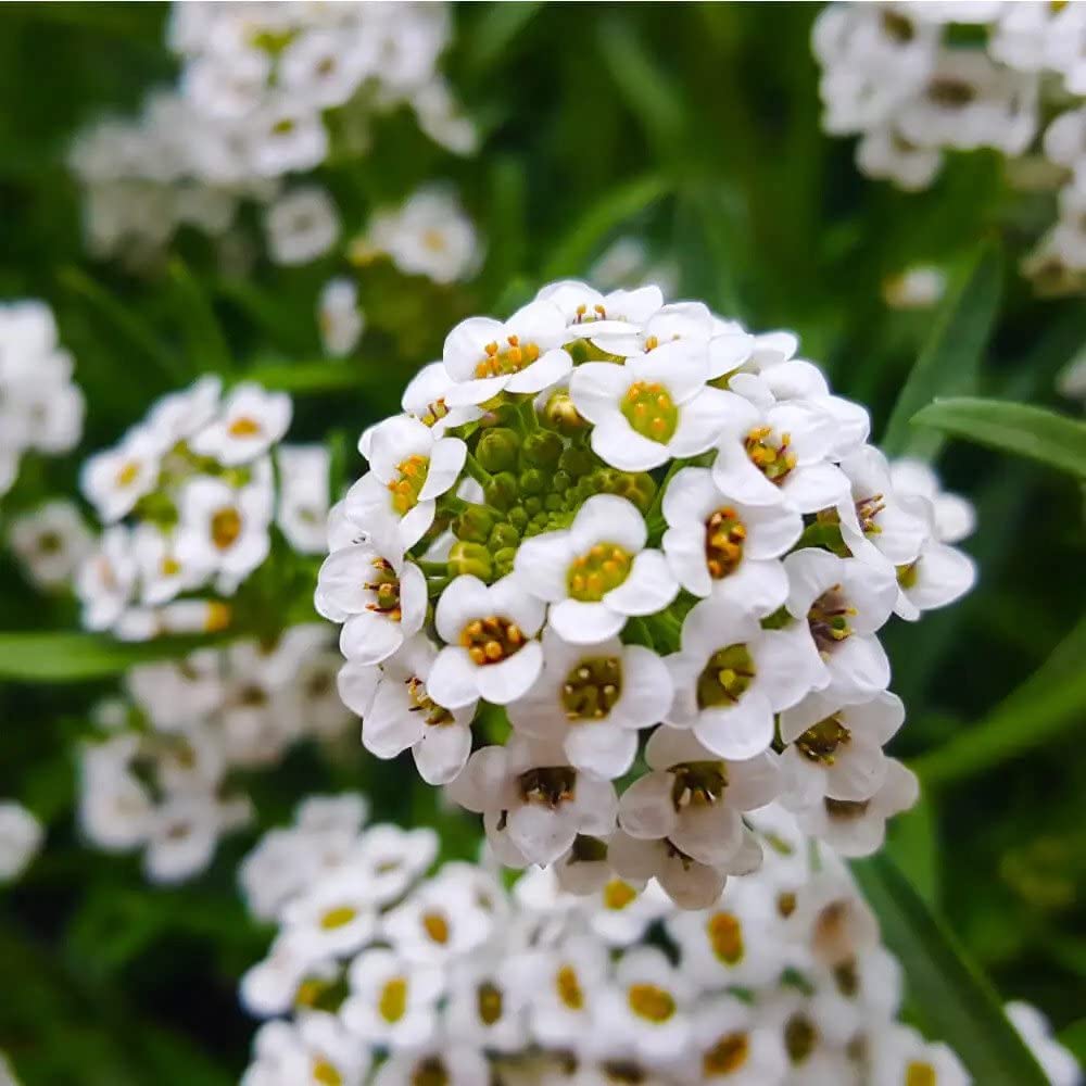 Alyssum Aphrodite Series white seeds for planting pots or borders