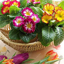 Mini Primrose Seeds (Primula vulgaris) for a bright addition to the compact container gardens and spring planting