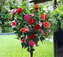 Hibiscus Seeds (Hibiscus rosa-sinensis) for growers filling out the Flower Bed