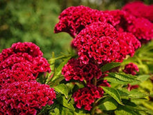 Higro Rose Celosia Seeds for reliable seasonal color