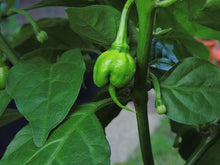 Trinidad 7 Pot Primo Pepper Seeds (Capsicum chinense) for a reliable harvest in the hot pepper gardens