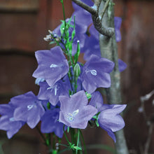 Bellflower Seeds (Campanula medium) for colorful blooms in the flower beds and cottage gardens