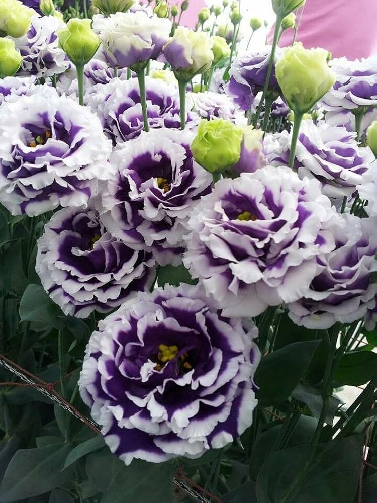 Eustoma Eustoma Grandiflorum Flower Seeds for Planting in Backyard Gardening and Vertical Arrangements - for planting in home garden