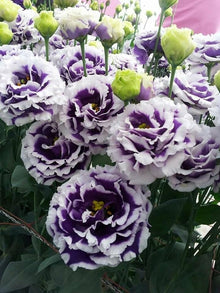 Eustoma Seeds (Lisianthus russellianus) for seasonal color across the home garden and balcony planting