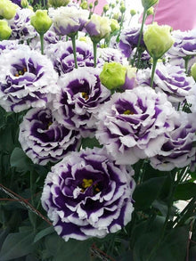 Eustoma Seeds (Lisianthus russellianus) for a lasting display in the backyard gardens