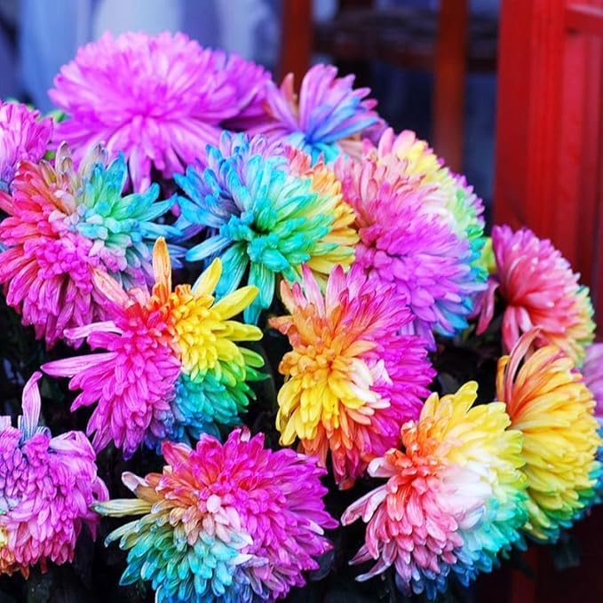 Black Rainbow Chrysanthemum Perennial Flower - for planting in home garden