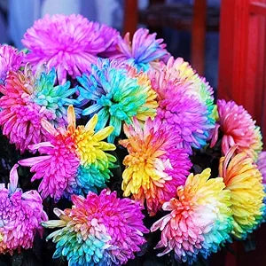 Chrysanthemum Rainbow Mixed Colors Rare Flower - for planting in home garden