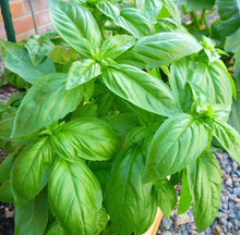 Sweet Basil Seeds (Ocimum basilicum) for a fragrant addition to the Vegetable Patch & Home Garden
