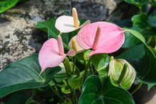Anthurium Andraeanu Seeds for gardeners building out beds and borders