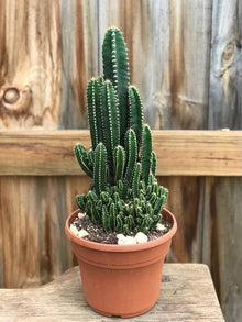 Peruvian Apple Cactus Seeds (Cereus repandus) for sweet homegrown fruit in the Desert Indoor Pots