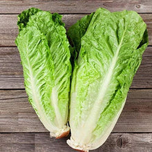 Lettuce Romaine Parris Island Seeds for productive rows in the Organic Garden, Salad Greens