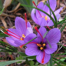 Saffron Flower Seeds from Autumn Crocus Meadows et  Ornamental Garden Plant for Home Gardening