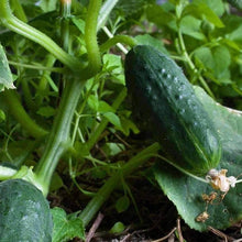 Spacemaster Cucumber Seeds for growers stocking the Small Garden Spaces