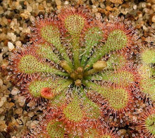 Purple sundew Seeds (Drosera capensis) for a bright addition to the indoor pots or exotic terrarium setups