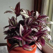 Tradescantia Spiderwort Mixed Flower Seeds