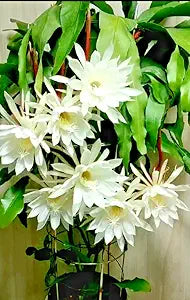 Epiphyllum Bumpkin pink flower cuttings for pot planting