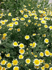 Crown Daisy Seeds (Chrysanthemum coronarium) for seasonal color across the Home Garden