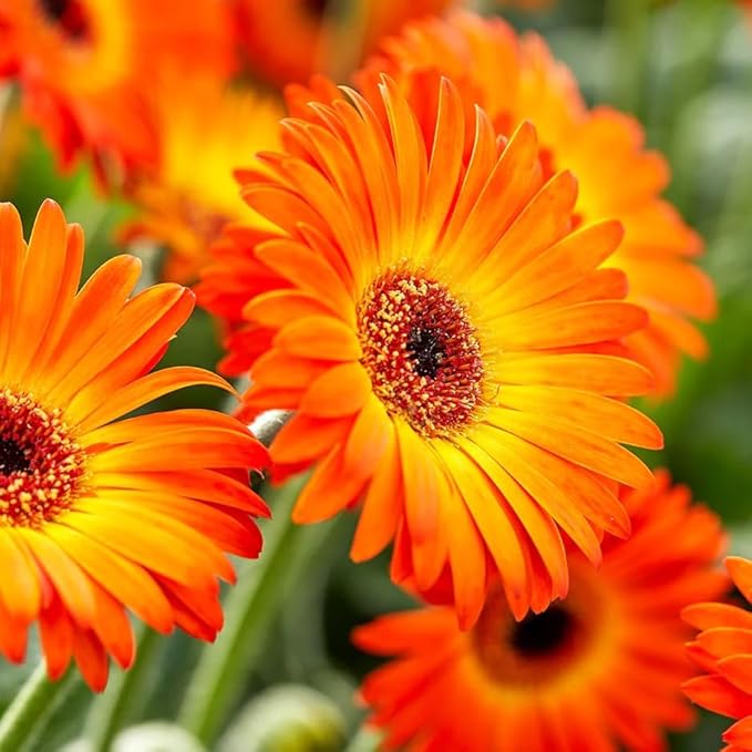Gerbera Gerbera Jamesonii Flower Seeds for Planting – Bright Blooms for Indoor Pots and Outdoor Garden Displays