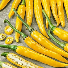 Golden Cayenne Pepper Seeds (Capsicum annuum) for a reliable harvest in the spicy kitchen gardens