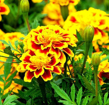 Mixed Marigold Seeds (Tagetes spp.) for a lasting display in the Garden