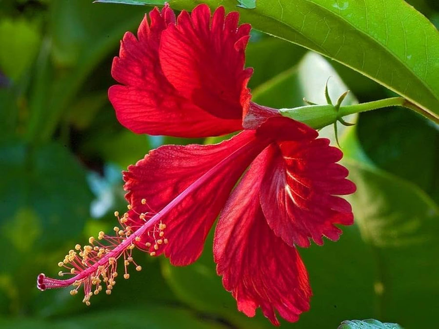 Hibiscus Hibiscus Rosa-Sinensis Rare Pink Purple Flower Seeds for Planting – Ideal for Colorful Borders and Ornamental Pots