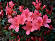 Pink Royal Azalea Rhododendron Schlipper Bushi Shrub Seeds for reliable seasonal color
