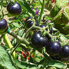 Tomato Seeds (Solanum lycopersicum) for a fresh homegrown crop from the Very Black Rare Organic Variety in Kitchen Garden