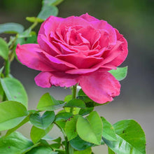 Climbing Rose Rosa Hybrid Seeds for climbing cover in the Outdoor Balcony Garden