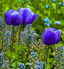 Blue Tulip Seeds for a lasting addition to the Beautiful Bonsai or Garden Blooms