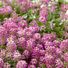 Alyssum Lobularia Maritima Dwarf Pink Sweet Herb Seeds for Planting – Non-GMO Heirloom Variety for Pollinator Gardens