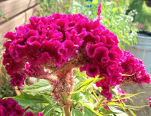 Cockscomb Seeds for a bright addition to the Celosia bed tropical garden