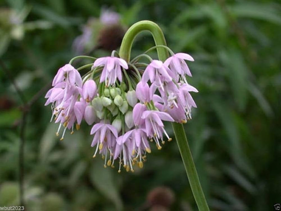 Nodding Onion ��������� Allium cernuum ��������� for planting in home garden