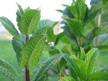 Dashan Peppermint Seeds for gardeners building out beds and borders