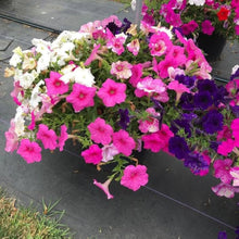 Mixed Petunia Seeds (Petunia spp.) for a lasting display in the Flower Bed
