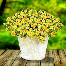 Rare Lemon Slice Superbells Calibrachoa Petunia Annual Seeds for gardeners building out beds and borders