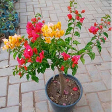 Bougainvillea Seeds (Bougainvillea glabra) for colorful blooms in the warm gardens and flower walls