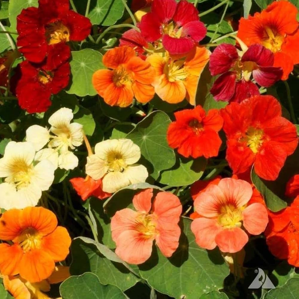 Organic Nasturtium Whirly Bird Mix seeds